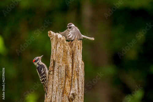 woodpecker on a tree with chickadee