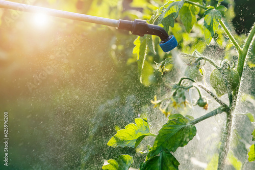 Spraying Tomato Plant with Blooming against Infection Disease by Sprinkler. Eco Fertilizer. Pesticide Spray.  Pest Control.