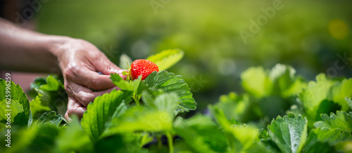 Fresh Organic Strawberries, Handpicking at Strawberry Field in Banner Format with Copyspace
