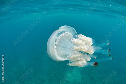 Giant barrel jellyfish - rhizostoma luteum