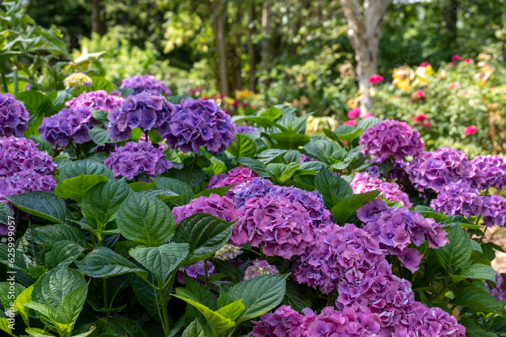 Hydrangeas in pink and purple colours at the RHS Wisley show garden, Surrey, UK, photographed on a sunny summer's day.