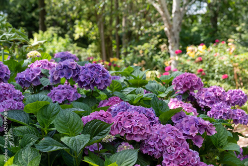 Hydrangeas in pink and purple colours at the RHS Wisley show garden, Surrey, UK, photographed on a sunny summer's day.