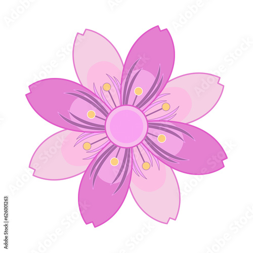 sakura flower vector