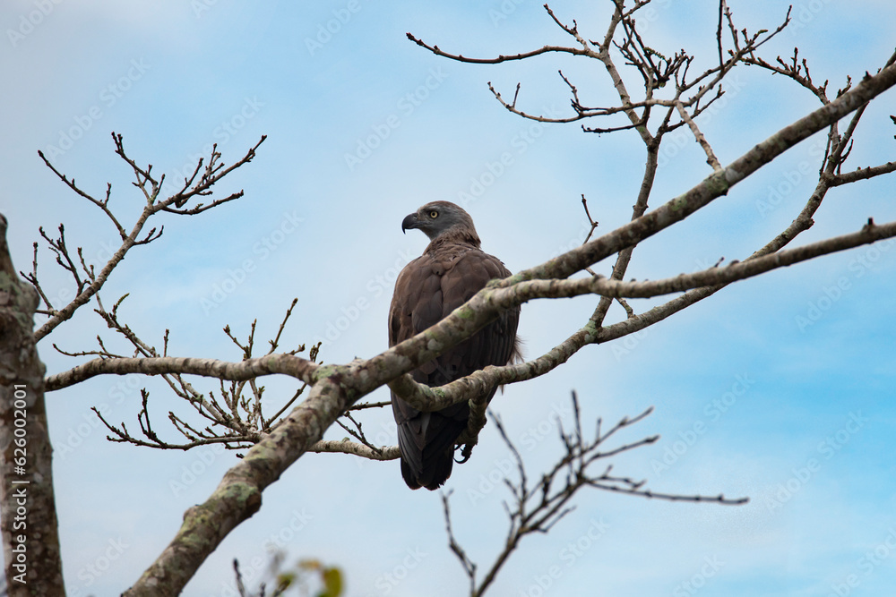 Grey headed fish eagle perched on a tree - lonely bird Grey headed fish eagle perched on a tree - lonely bird