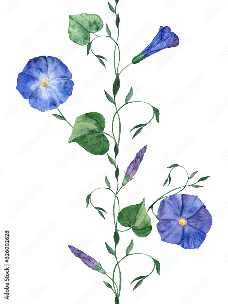 Seamless pattern with Ipomoea flower, Morning glory. Сolorful vertical banner. Climbing Morning glory flowers with leaves and buds Seamless pattern with Ipomoea flower, Morning glory. Сolorful vertical banner. Climbing Morning glory flowers with leaves and buds