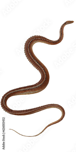 Vintage Snake Animal Scientific Illustration Isolated