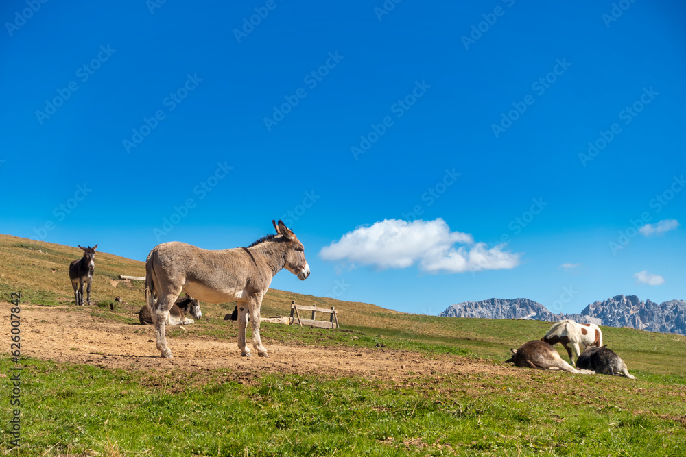 Donkey standing on a meadow against blue sky in summer
