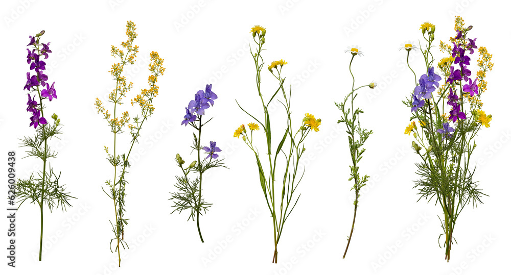 Meadow wildflowers and an example of a bouquet of these flowers. Botanical collection, summer composition. Meadow wildflowers and an example of a bouquet of these flowers. Botanical collection, summer composition.