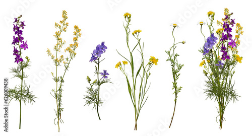 Meadow wildflowers and an example of a bouquet of these flowers. Botanical collection, summer composition.