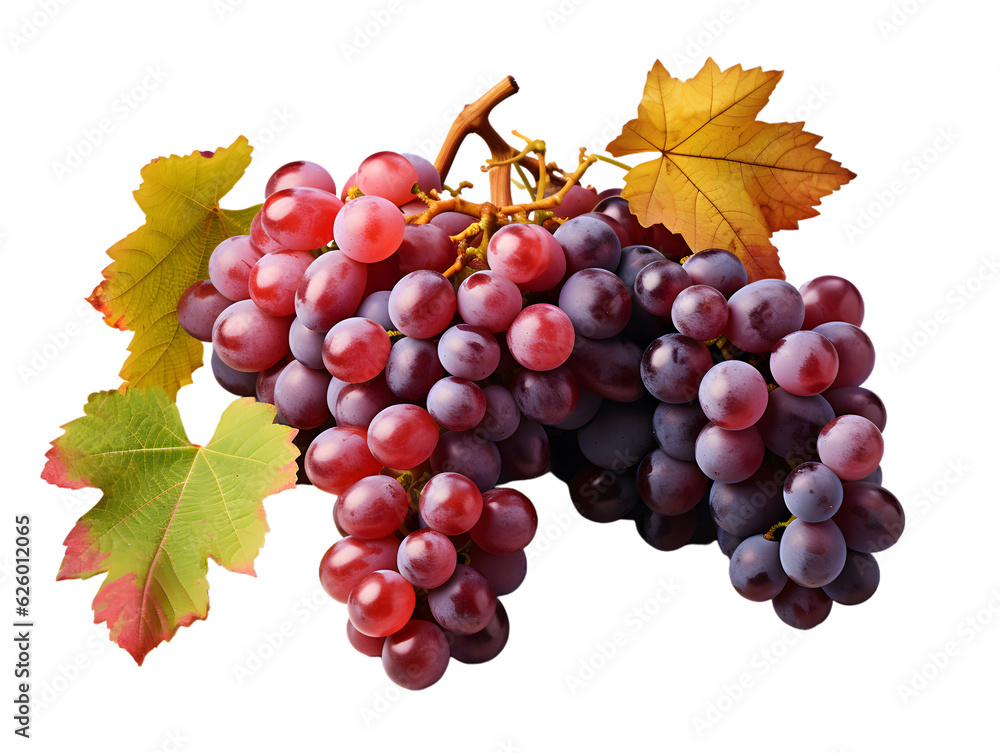 A branch of red vine fruits with autumn colored leaves in a vineyard on a transparent background. Generative AI.