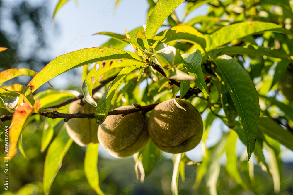 Green peach fruit on tree on peach tree branch closeup. selective focus. Green peach fruit on tree on peach tree branch closeup. selective focus.