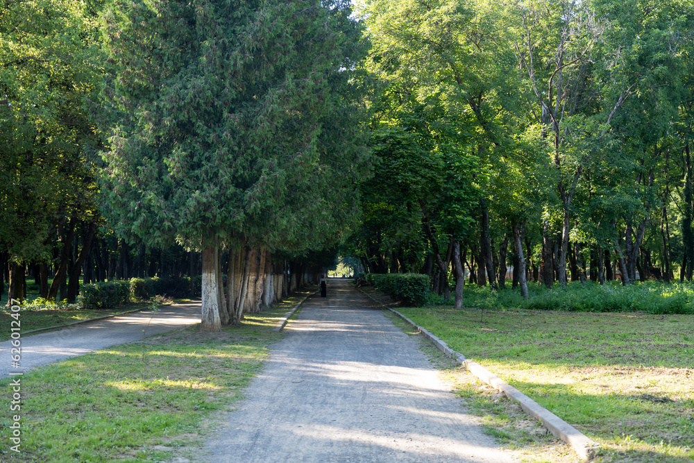 Obraz premium the road in the park between the trees 