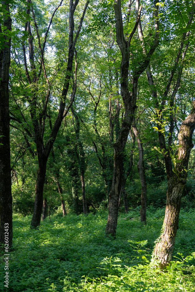 Fototapeta premium tree trunks, wrong tree trunk, mysticism 