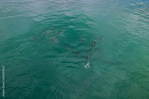 Aerial View of beautiful view of the pod of dolphins swimming free in Costa Rica
