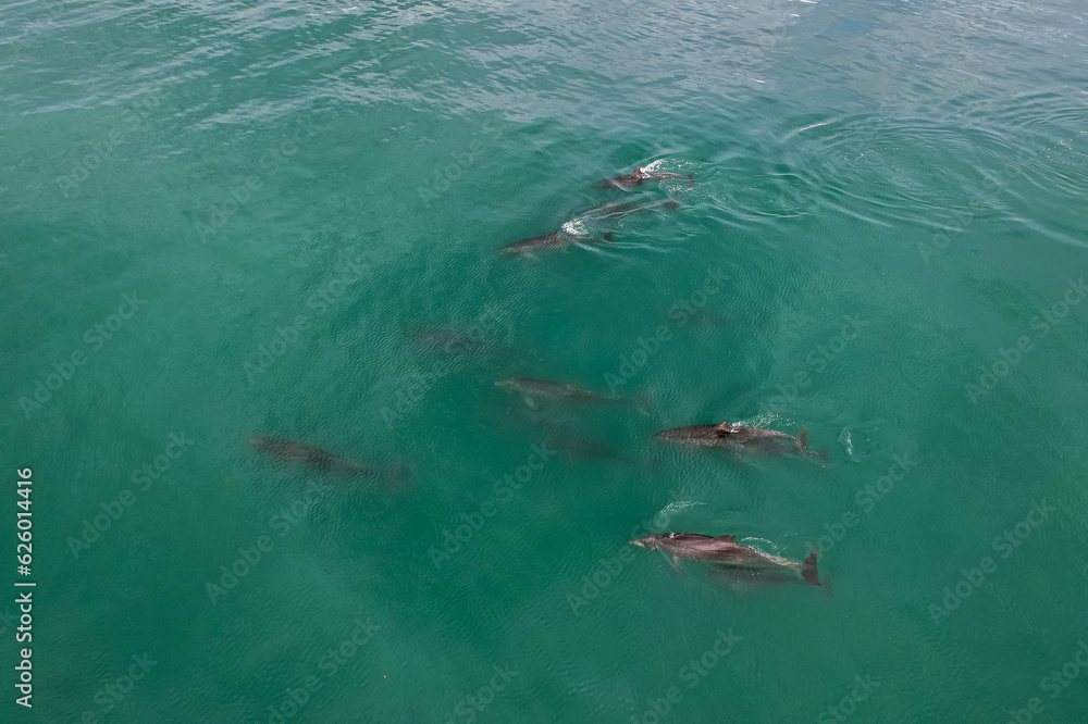 Fototapeta premium Aerial View of beautiful view of the pod of dolphins swimming free in Costa Rica