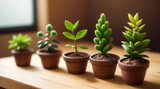 Bonsai miniature succulent plants. 