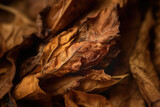 Tobacco brown leaves texture , closeup. High quality tobacco big leaf, close up.