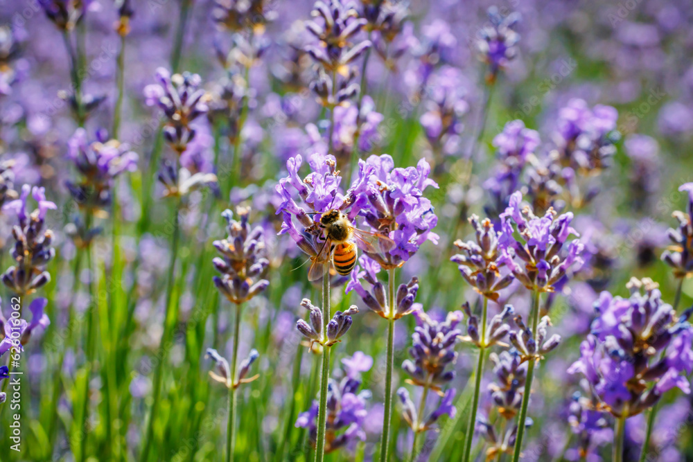 Honeybee in flowering lavender field. Summer landscape with blue lavender flowers. Honeybee in flowering lavender field. Summer landscape with blue lavender flowers.