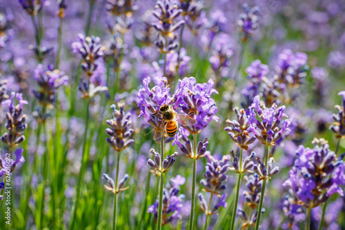Honeybee in flowering lavender field. Summer landscape with blue lavender flowers.