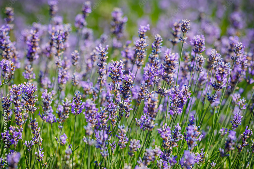 Fototapeta premium Honeybee in flowering lavender field.