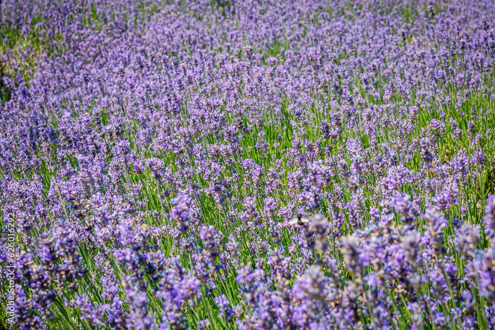  Summer landscape with blue lavender flowers.