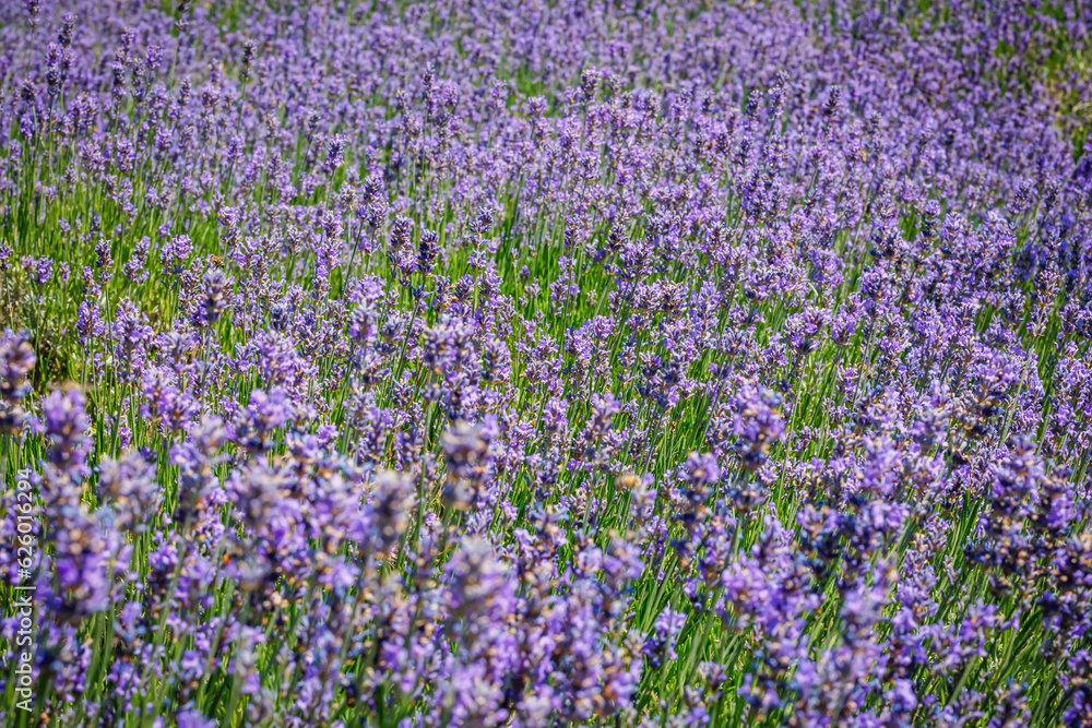 Naklejka premium Summer landscape with blue lavender flowers. Blue flowering lavender field.
