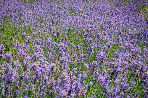 Summer landscape with blue lavender flowers. Blue flowering lavender field.