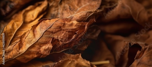 Dry Tobacco leaves background, closeup.  photo