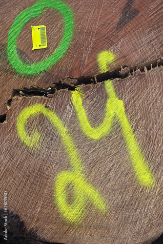 Cut wooden trunk with rings and a yellonw number