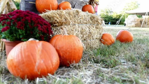 Pumpkins near a haystack.  Pumpkins on the grass. Red small flowers near the pumpkin