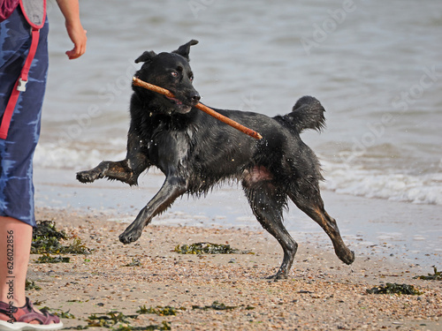 Schwarzer Hund rennt am Meer