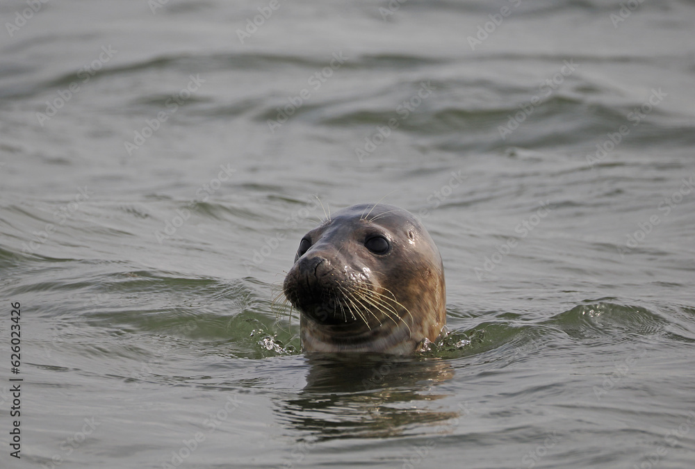 Fototapeta premium Kegelrobbe Borkum
