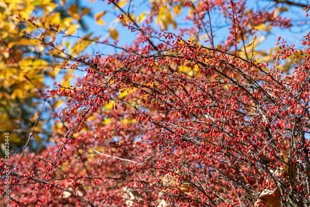 Bunches of ripe red berry barberry in autumn garden. Thunberg berberis fruits bitter in taste and inedible. Ornamental plant used in hedges and border plants. Acidic spice. Alternative medicine. Bunches of ripe red berry barberry in autumn garden. Thunberg berberis fruits bitter in taste and inedible. Ornamental plant used in hedges and border plants. Acidic spice. Alternative medicine.