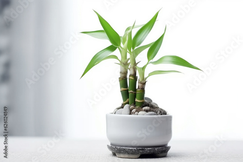 Lucky Bamboo Plant. Small bamboo in the pot. generative ai