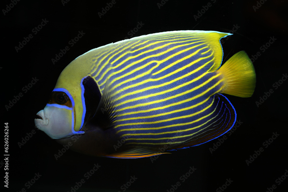 Naklejka premium Full grown Emperor Angelfish (Pomacanthus imperator)