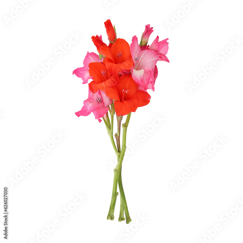 Leinwand Poster Pink orange gladiolus flower stems isolated on transparent background