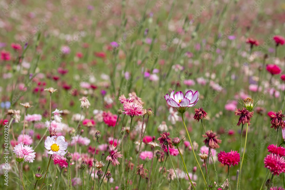 Wide variety of pink coloured wild flowers including cosmos and cornflowers growing in the grass at RHS Wisley garden, Surrey, UK. Wide variety of pink coloured wild flowers including cosmos and cornflowers growing in the grass at RHS Wisley garden, Surrey, UK.