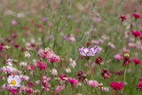 Wide variety of pink coloured wild flowers including cosmos and cornflowers growing in the grass at RHS Wisley garden, Surrey, UK. 