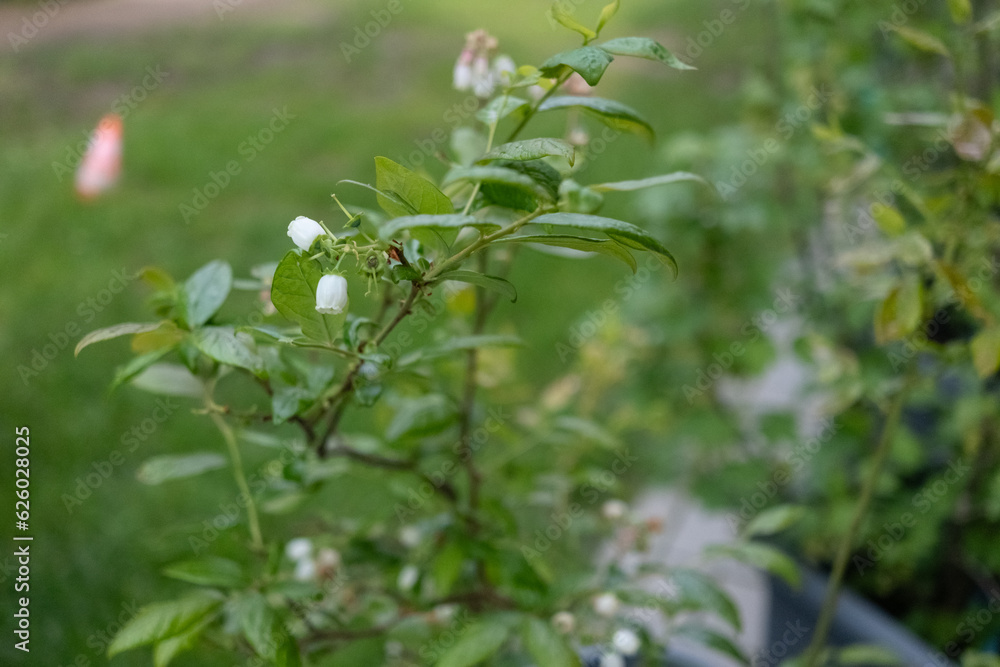 garden blueberry plant garden blueberry plant