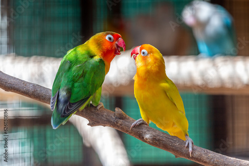 Green and yellow lovebird parrots sitting together on a tree branch photo