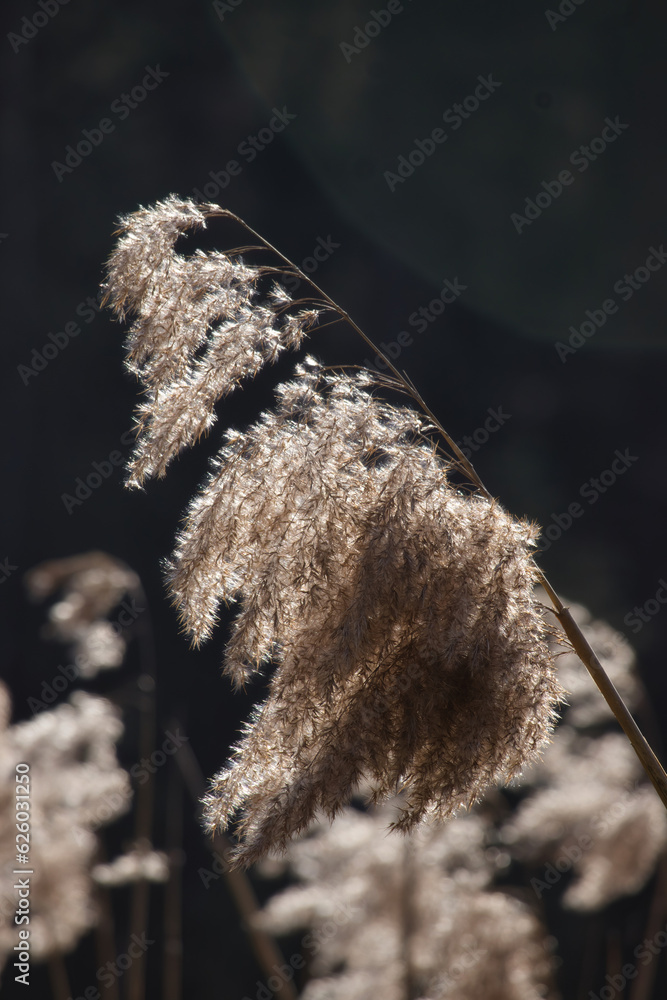 Fototapeta premium Light shining on panicle reed with a dark background on a sunny spring day in the Palatinate Forest of Germany.