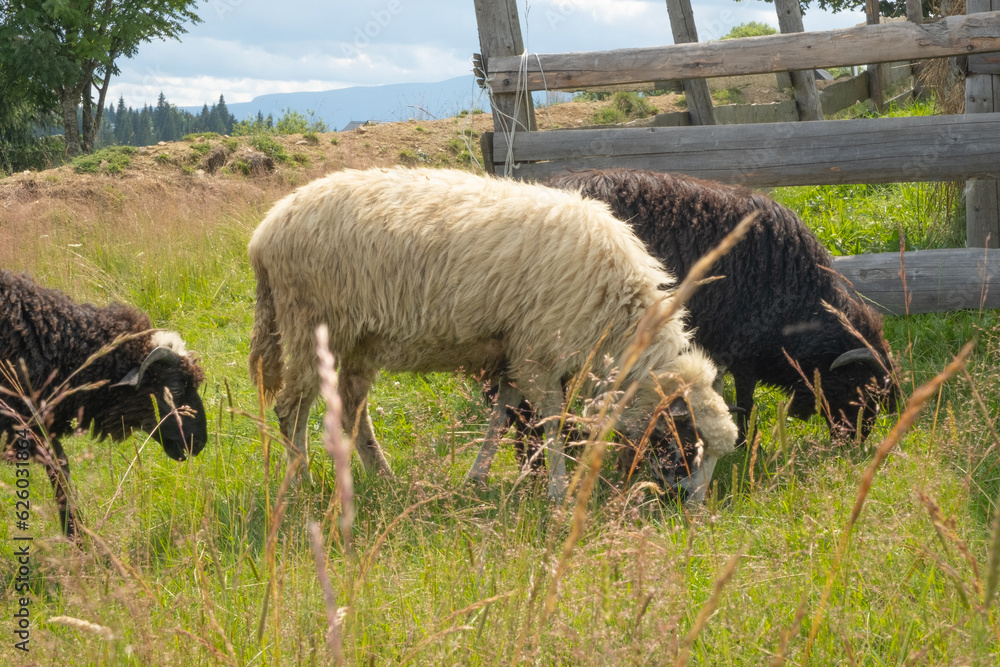 Obraz premium Some white and black sheeps are eating lush grass on animal farm. Copy space. Up view.
