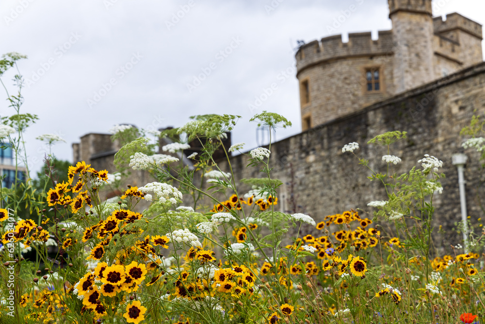 A field of blooming wildflowers in front of an old castle wall and turret in London