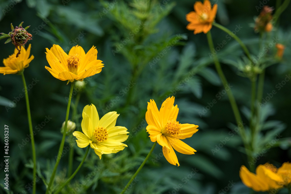 Cosmos sulphureus is a species of flowering plant in the sunflower family Asteraceae, also known as sulfur cosmos and yellow cosmos. It is native to Mexico, Central America, and northern South America Cosmos sulphureus is a species of flowering plant in the sunflower family Asteraceae, also known as sulfur cosmos and yellow cosmos. It is native to Mexico, Central America, and northern South America