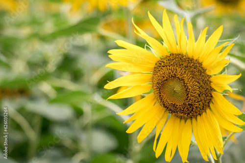Close-up of a sunflower growing in a field of sunflowers during a nice sunny summer day with some clouds.