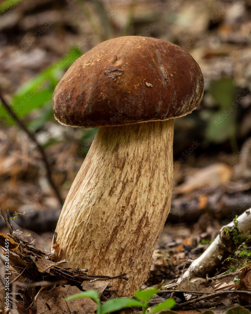 Summer cep wild mushroom (Boletus reticulatus). Summer cep wild mushroom (Boletus reticulatus).