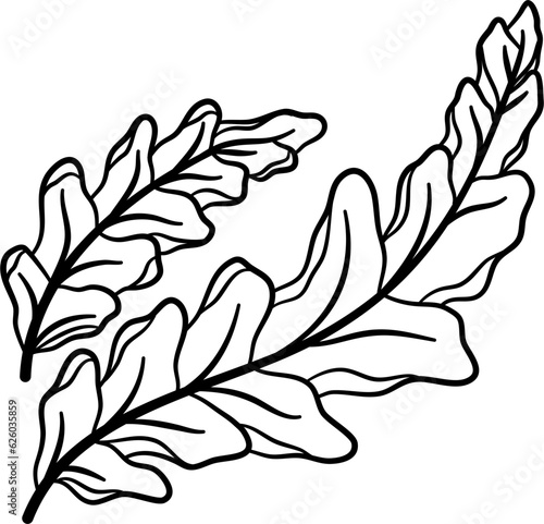 Outline Kale Illustration Vector
