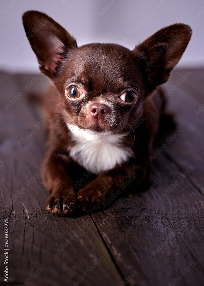 The beautiful brown chihuahua male pup sitting on the wooden table. Close- up photo.
