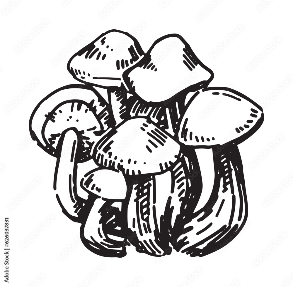 Fototapeta premium Outline clipart of edible mushroom. Doodles of autumn forest harvest. Hand drawn vector illustration isolated on white background.