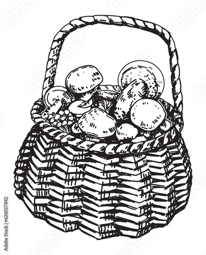 Outline clipart of edible mushrooms in basket. Doodles of autumn forest harvest. Hand drawn vector illustration isolated on white background.